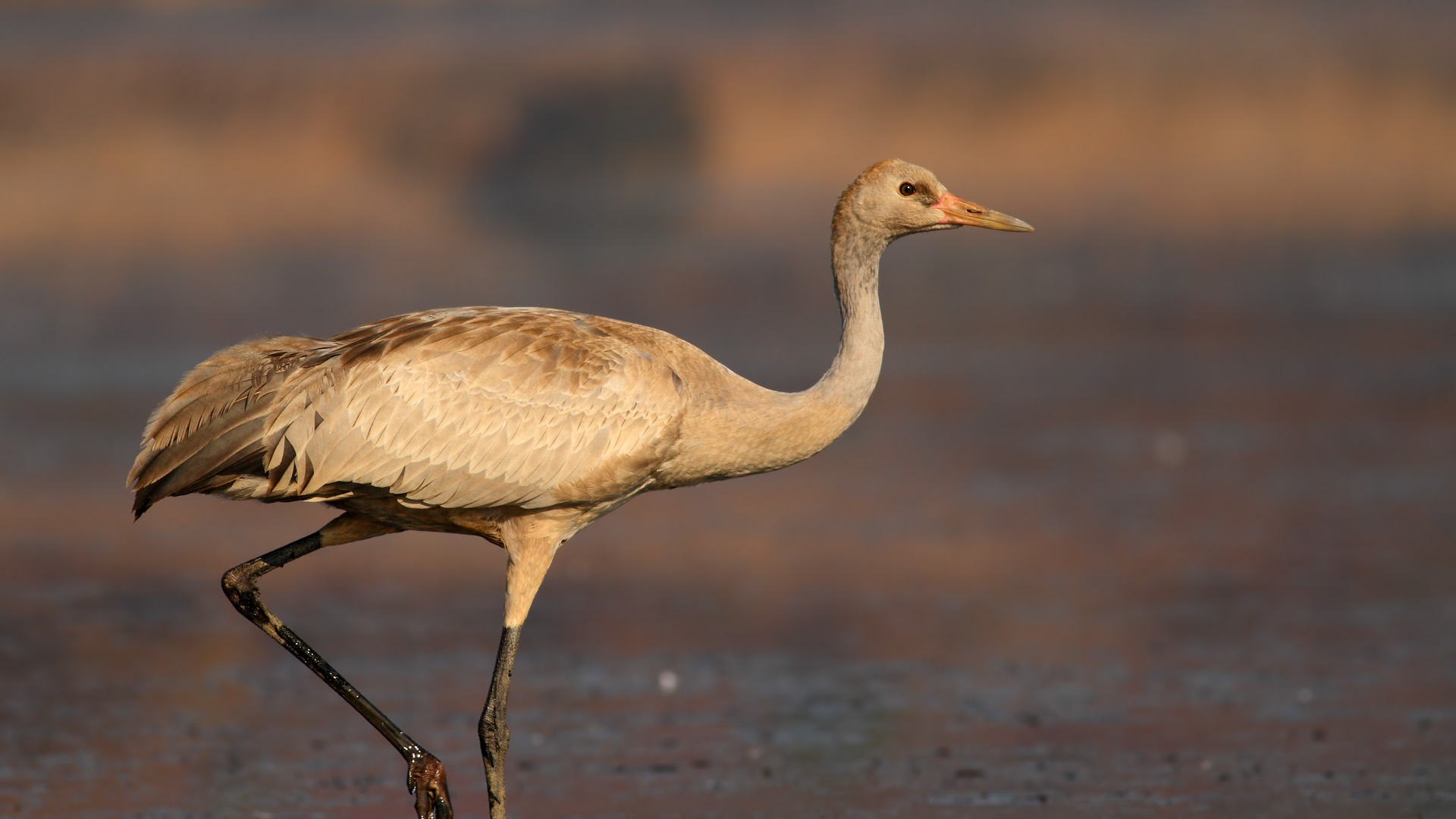 Turna » Common Crane » Grus grus