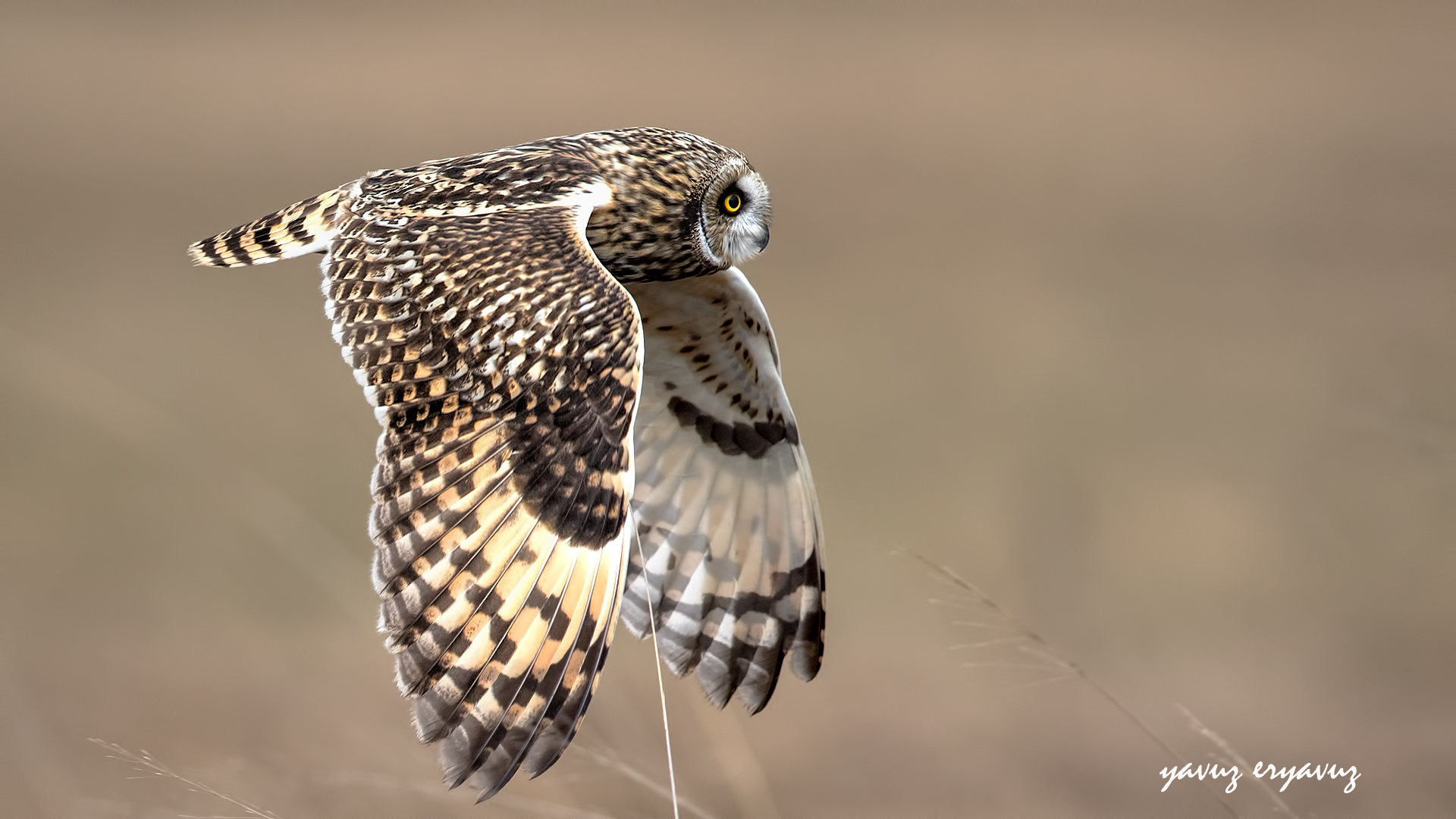 Kır baykuşu » Short-eared Owl » Asio flammeus