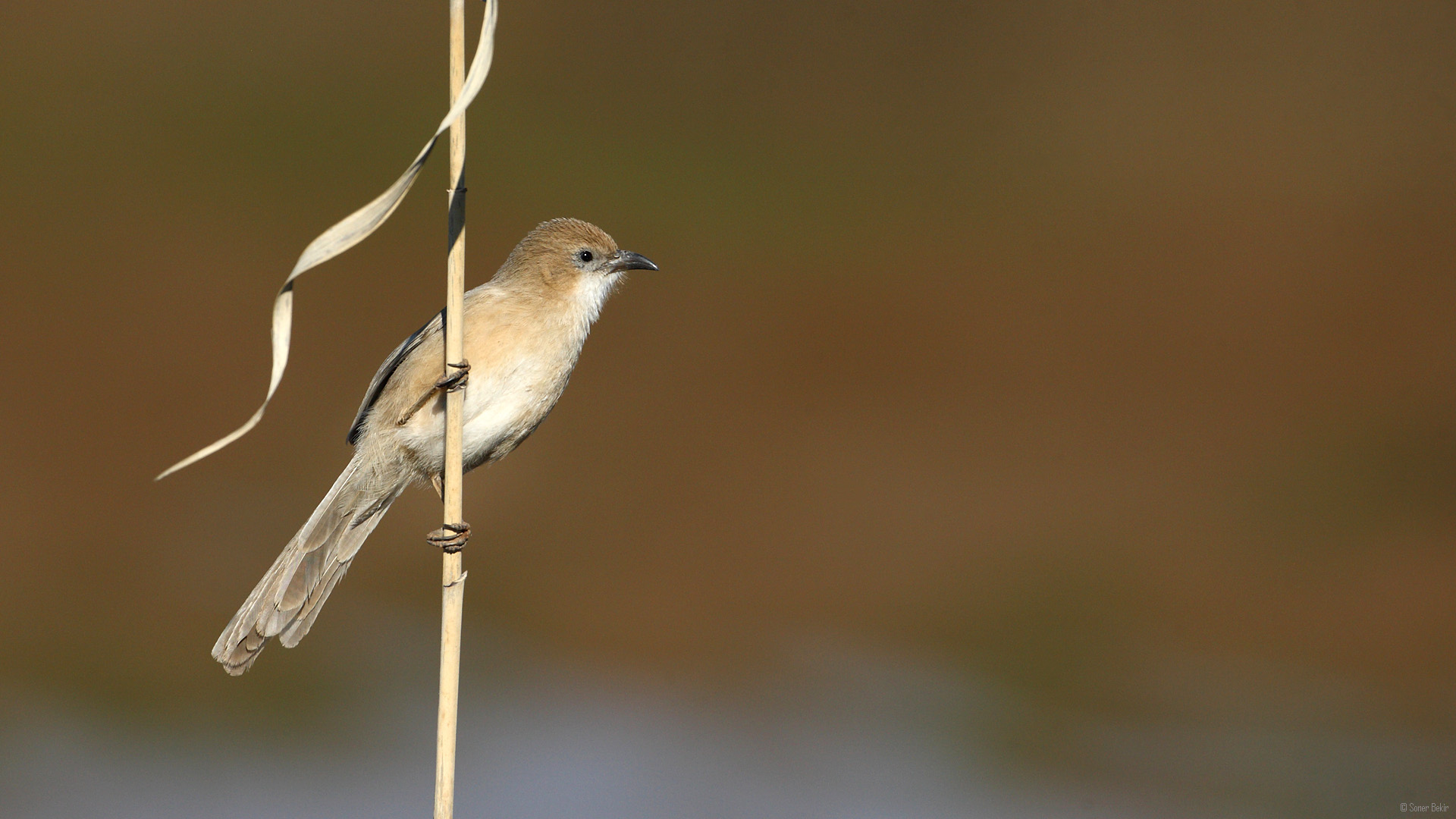 Irak yedikardeşi » Iraq Babbler » Argya altirostris