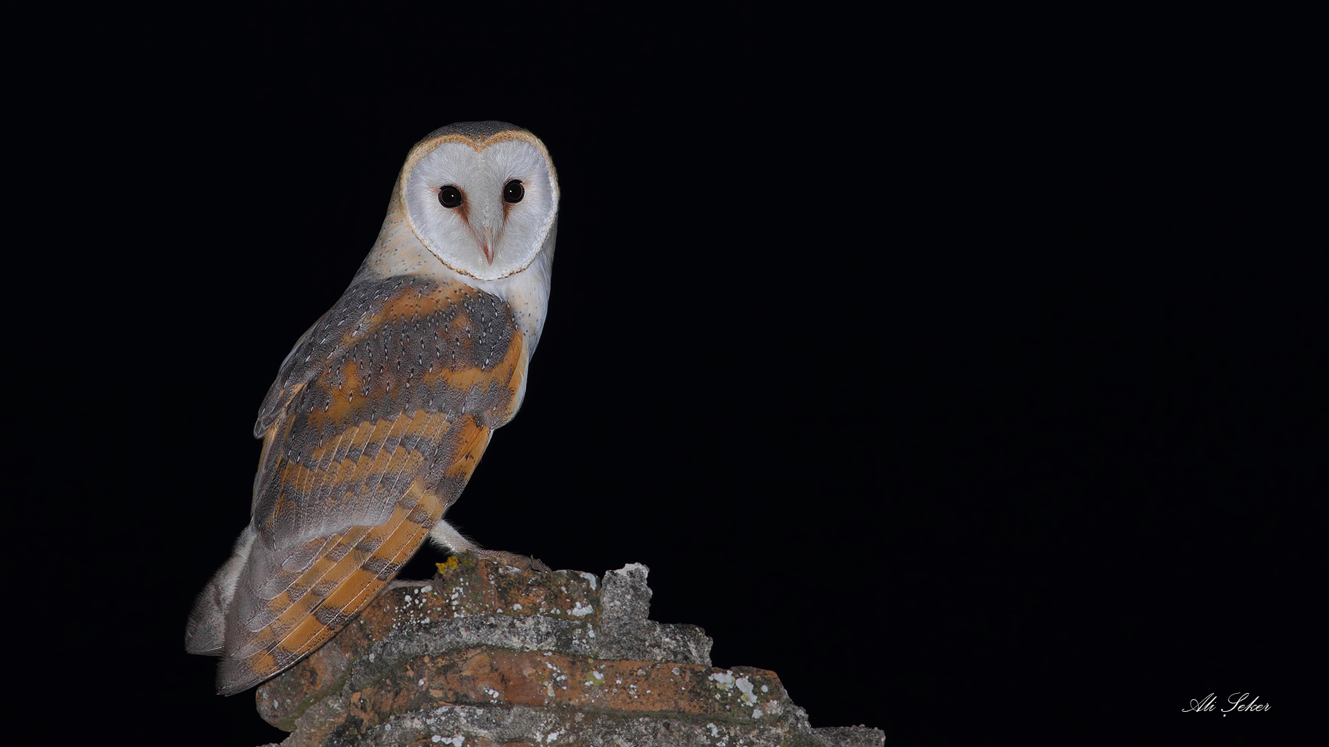 Peçeli baykuş » Western Barn Owl » Tyto alba