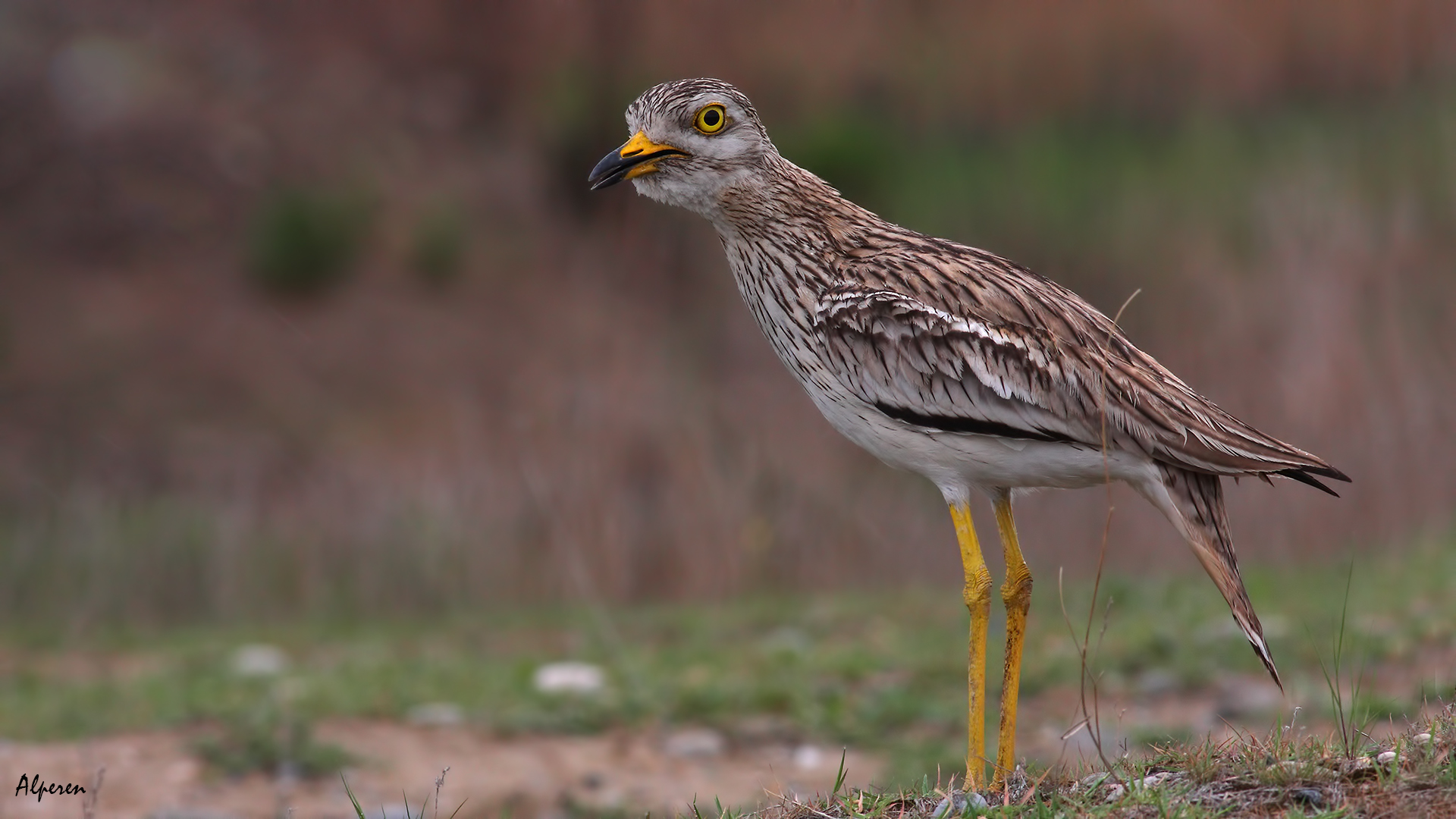 Kocagöz » Eurasian Stone-curlew » Burhinus oedicnemus