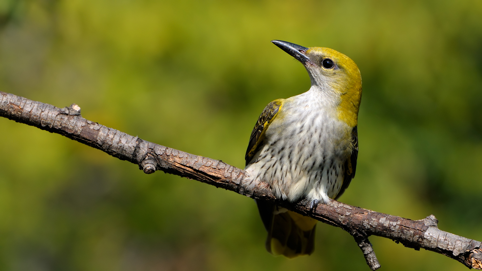 Sarıasma » Eurasian Golden Oriole » Oriolus oriolus