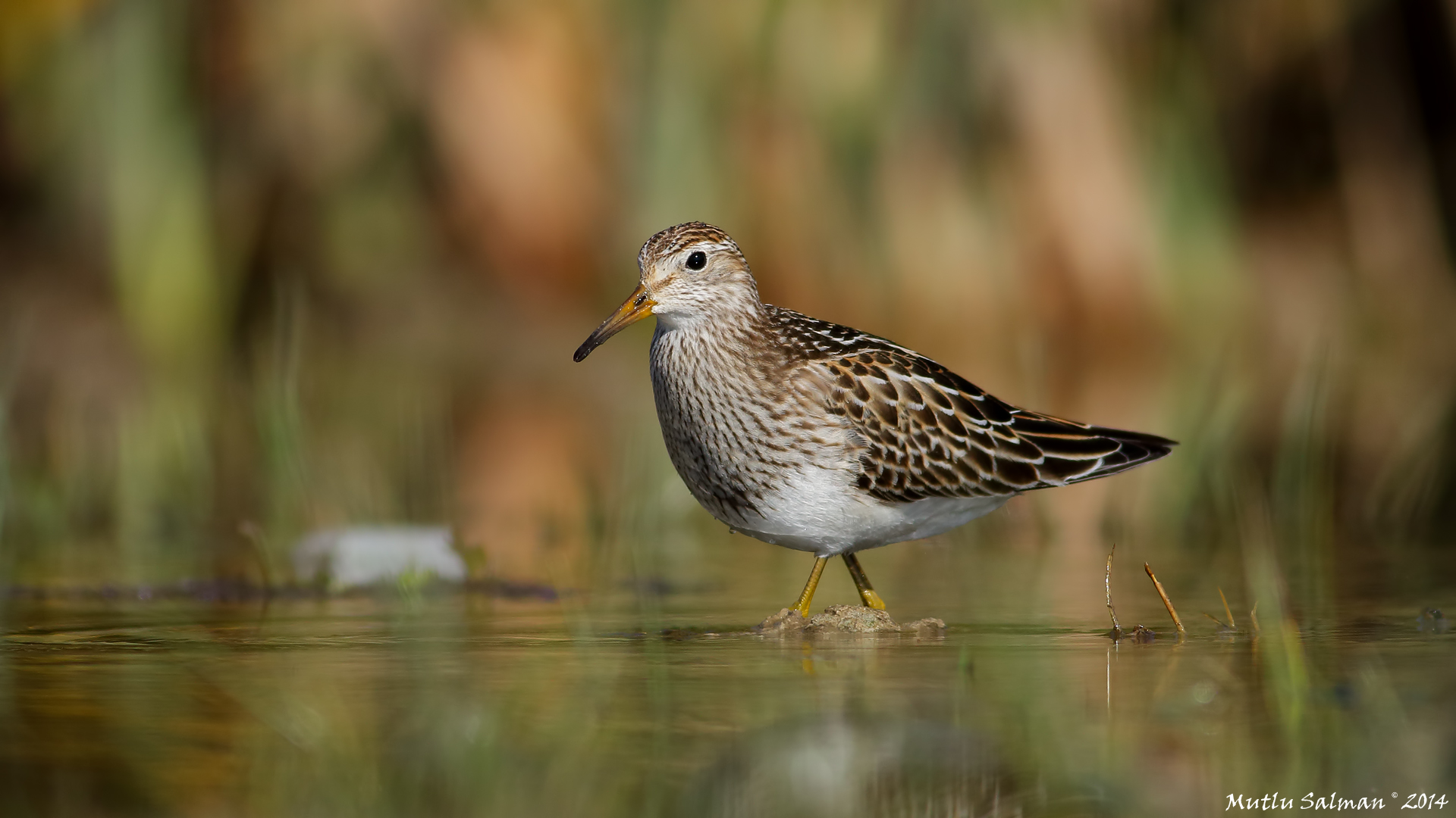 Çizgili kumkuşu » Pectoral Sandpiper » Calidris melanotos