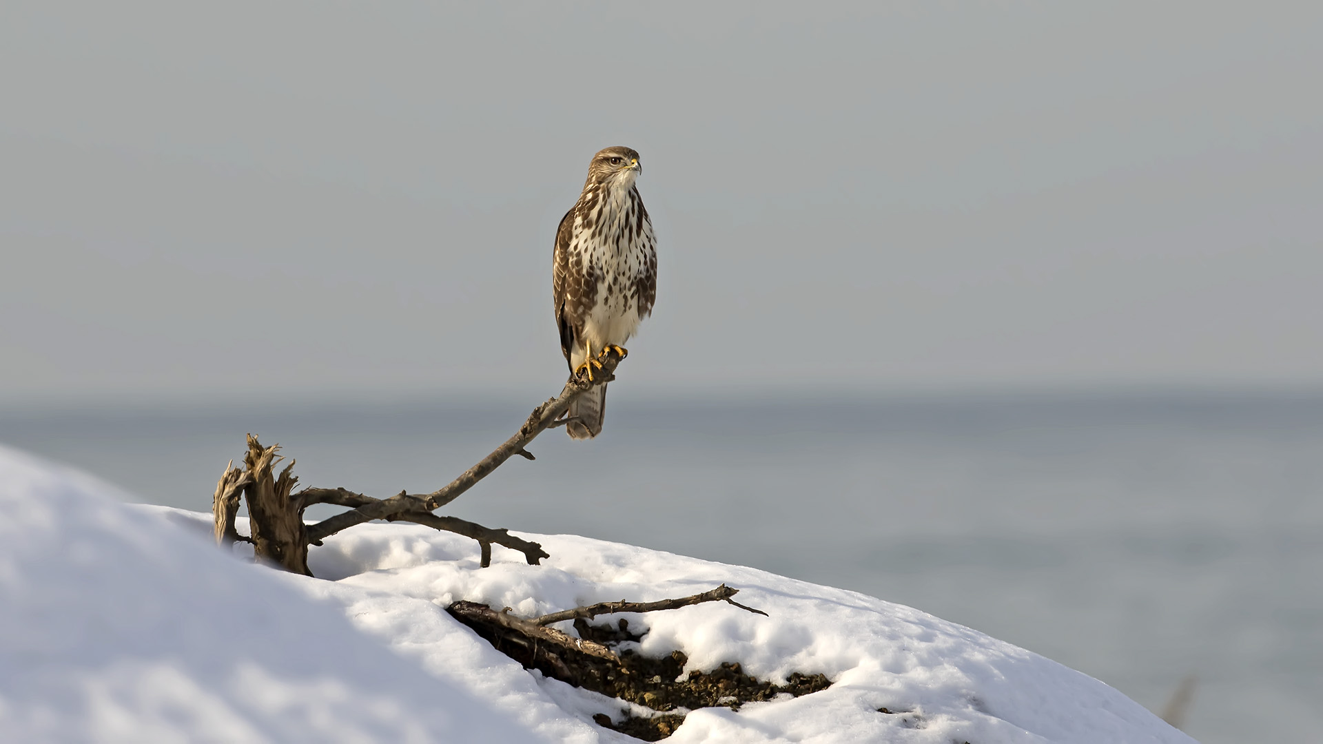 Şahin » Common Buzzard » Buteo buteo