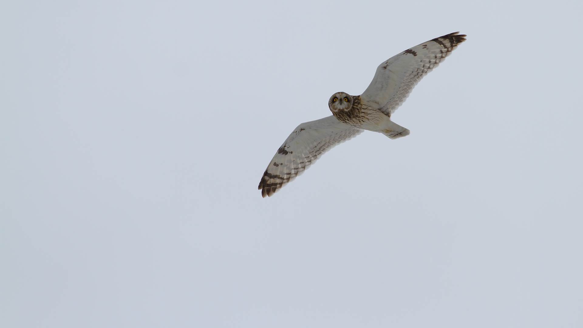 Kır baykuşu » Short-eared Owl » Asio flammeus