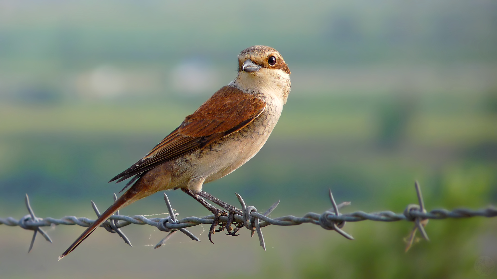 Kızılsırtlı örümcekkuşu » Red-backed Shrike » Lanius collurio