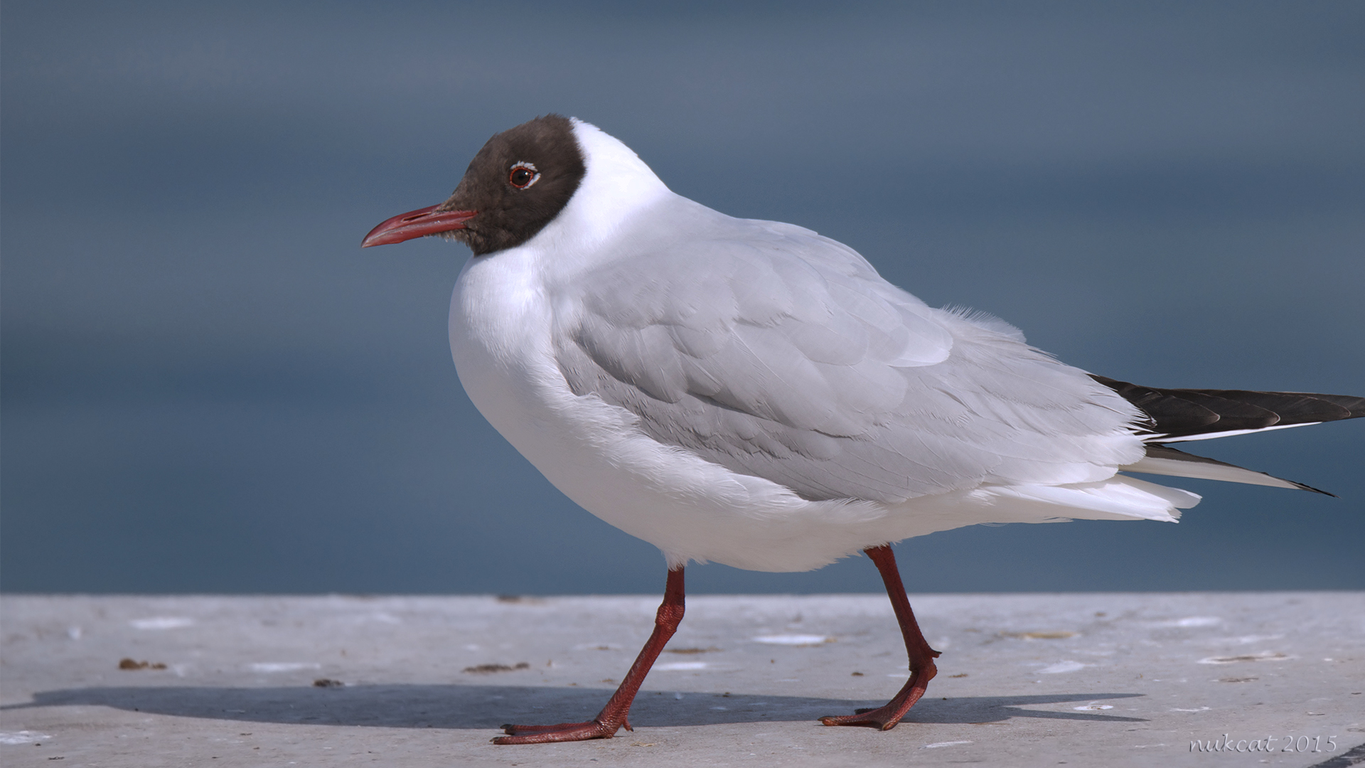 Karabaş martı » Black-headed Gull » Chroicocephalus ridibundus