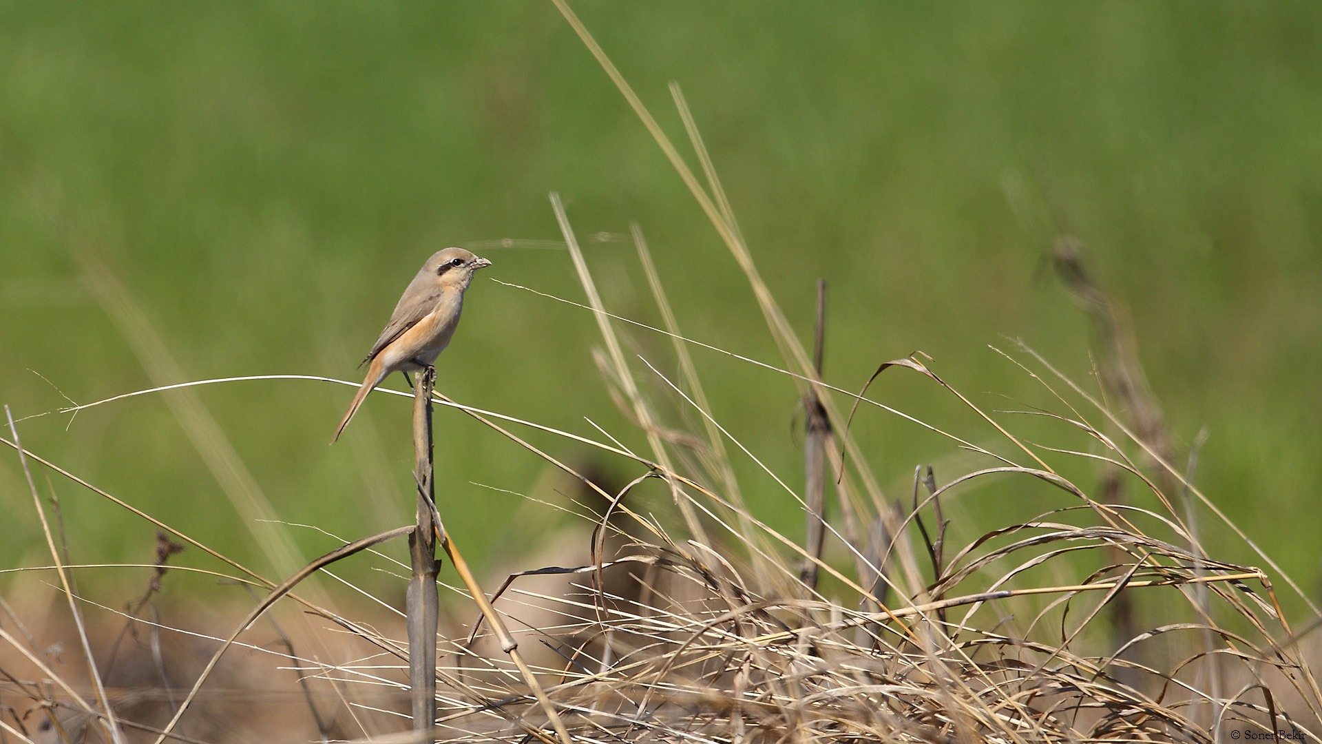 Kızılkuyruklu örümcekkuşu » Isabelline Shrike » Lanius isabellinus