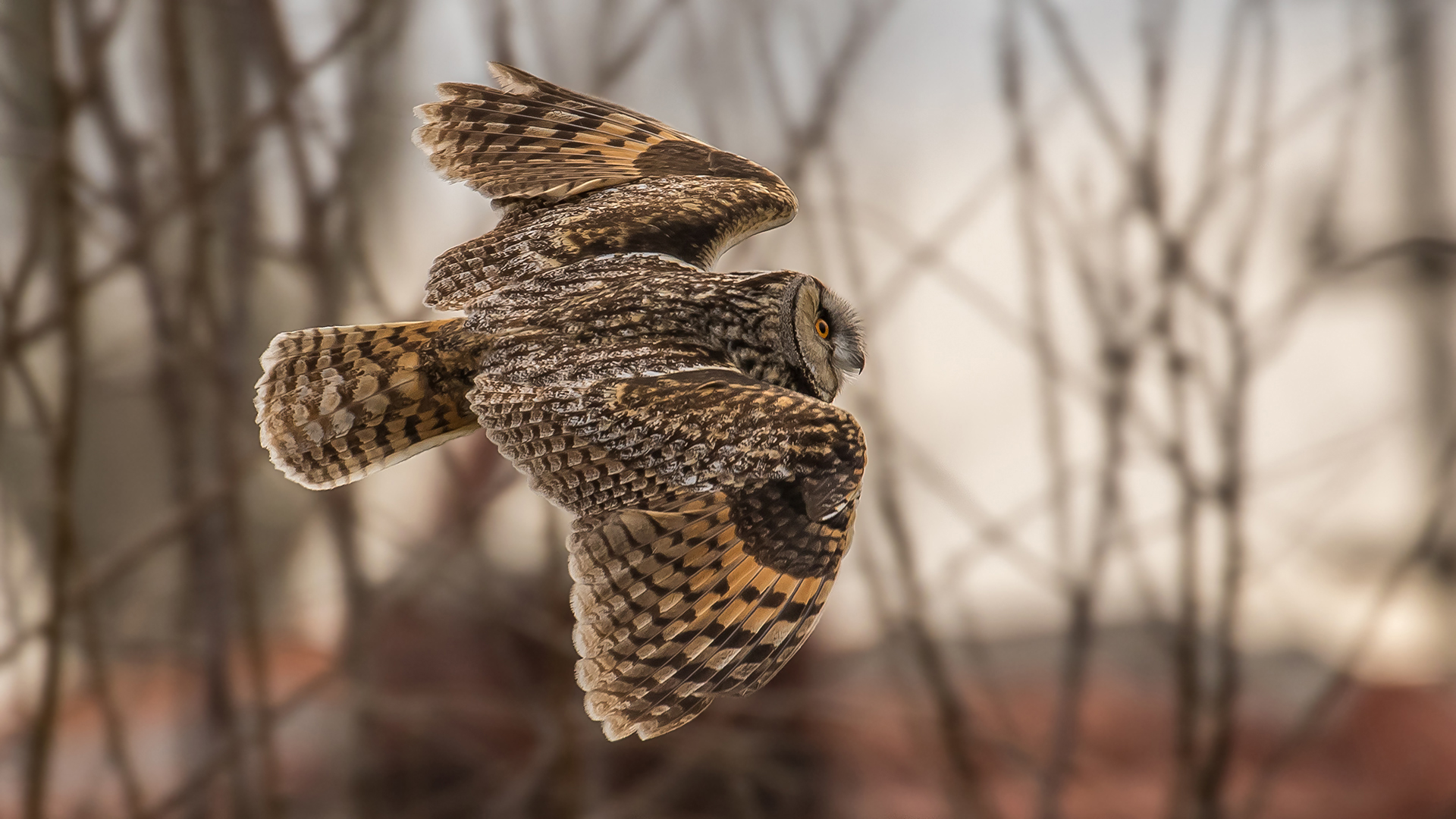 Kulaklı orman baykuşu » Long-eared Owl » Asio otus