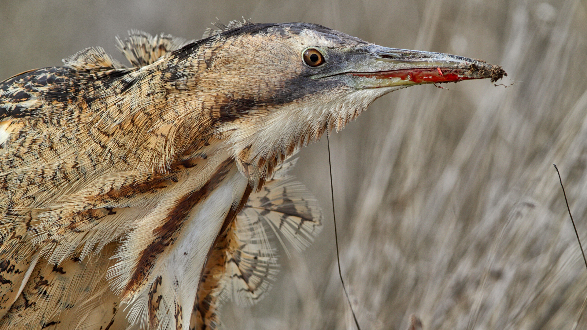 Balaban » Eurasian Bittern » Botaurus stellaris