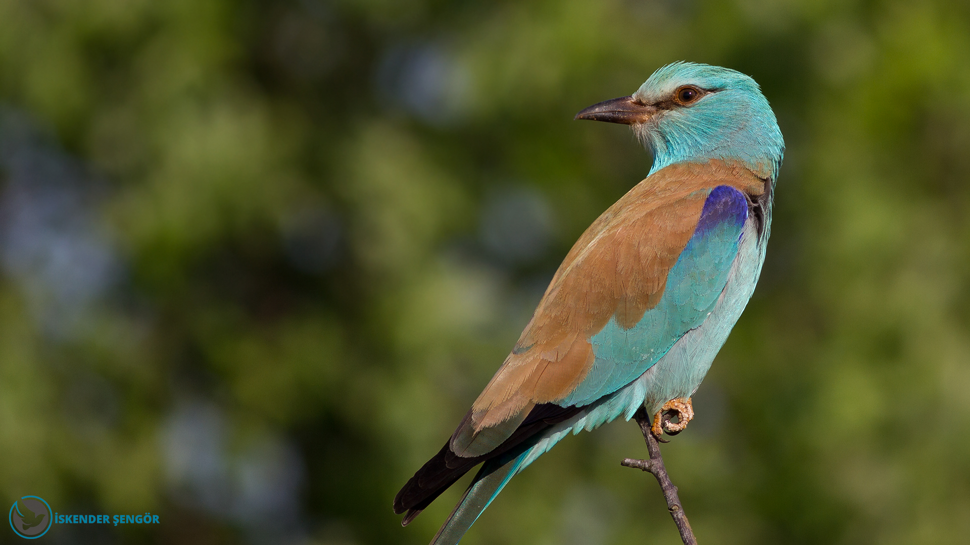 Gökkuzgun » European Roller » Coracias garrulus