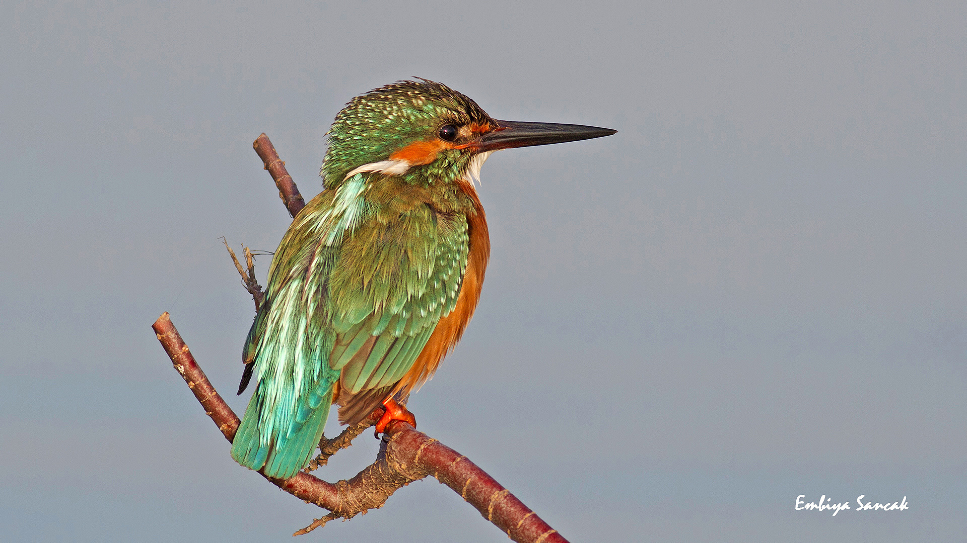 Yalıçapkını » Common Kingfisher » Alcedo atthis