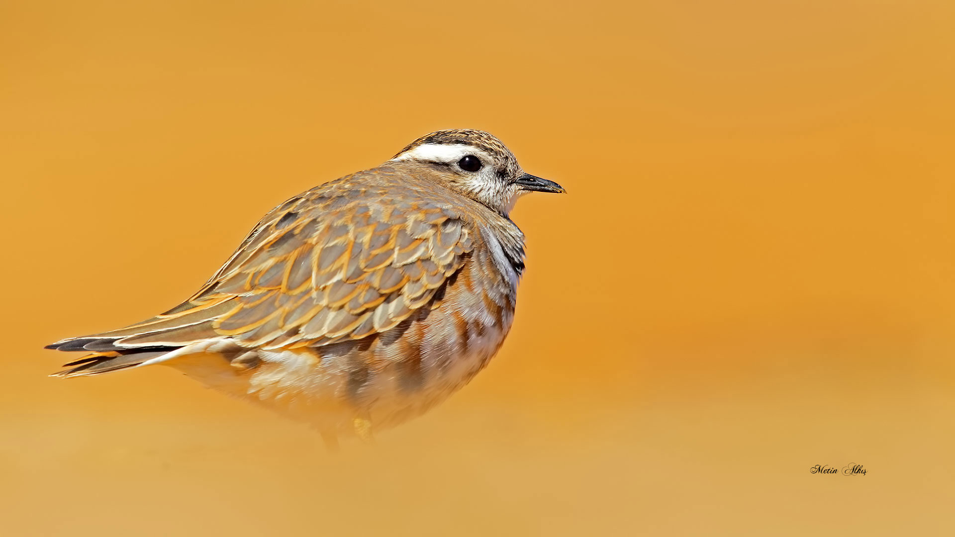 Dağ cılıbıtı » Eurasian Dotterel » Charadrius morinellus