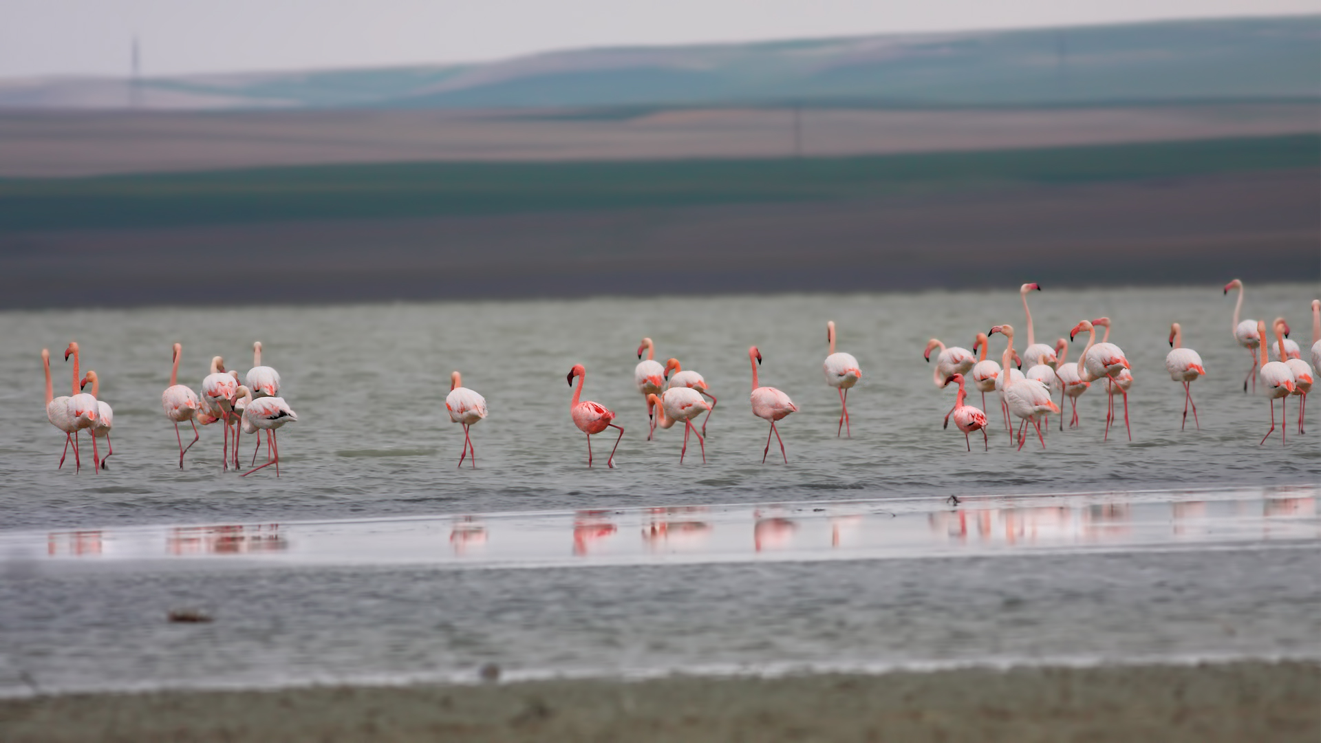 Küçük flamingo » Lesser Flamingo » Phoeniconaias minor