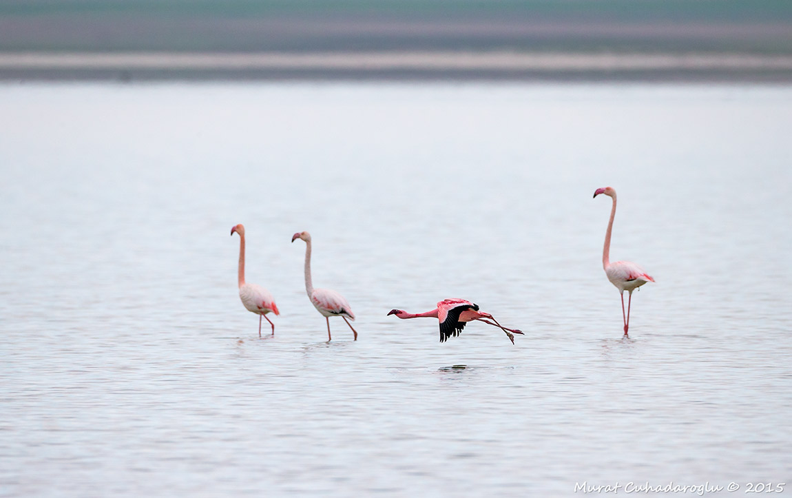 Küçük flamingo