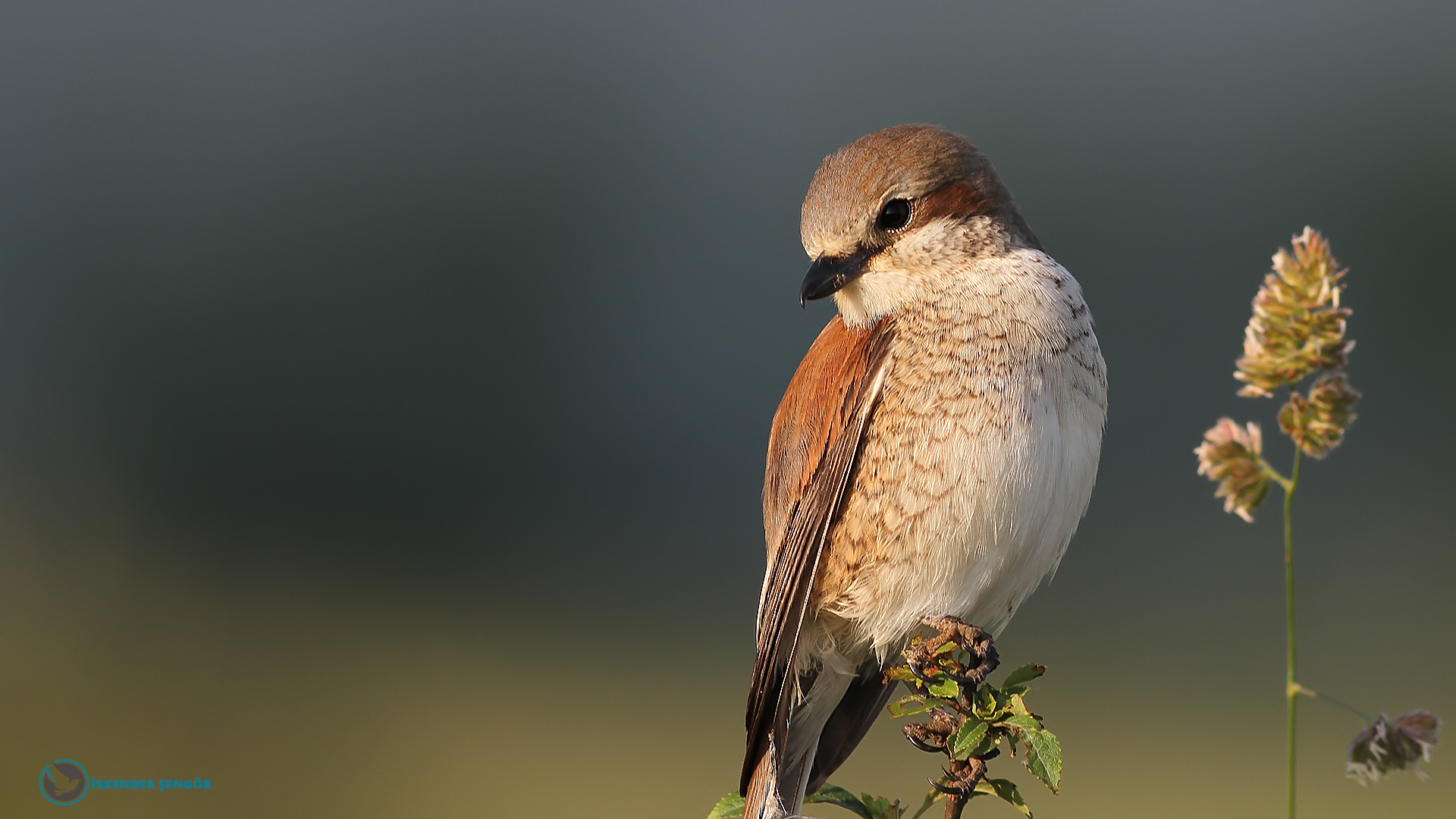 Kızılsırtlı örümcekkuşu » Red-backed Shrike » Lanius collurio