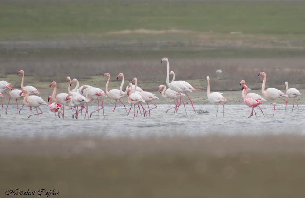 Küçük flamingo