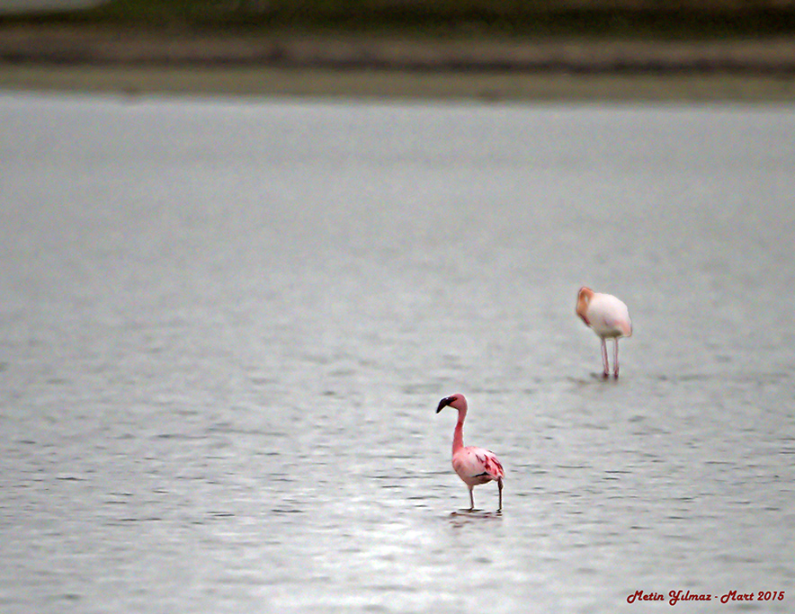 Küçük flamingo