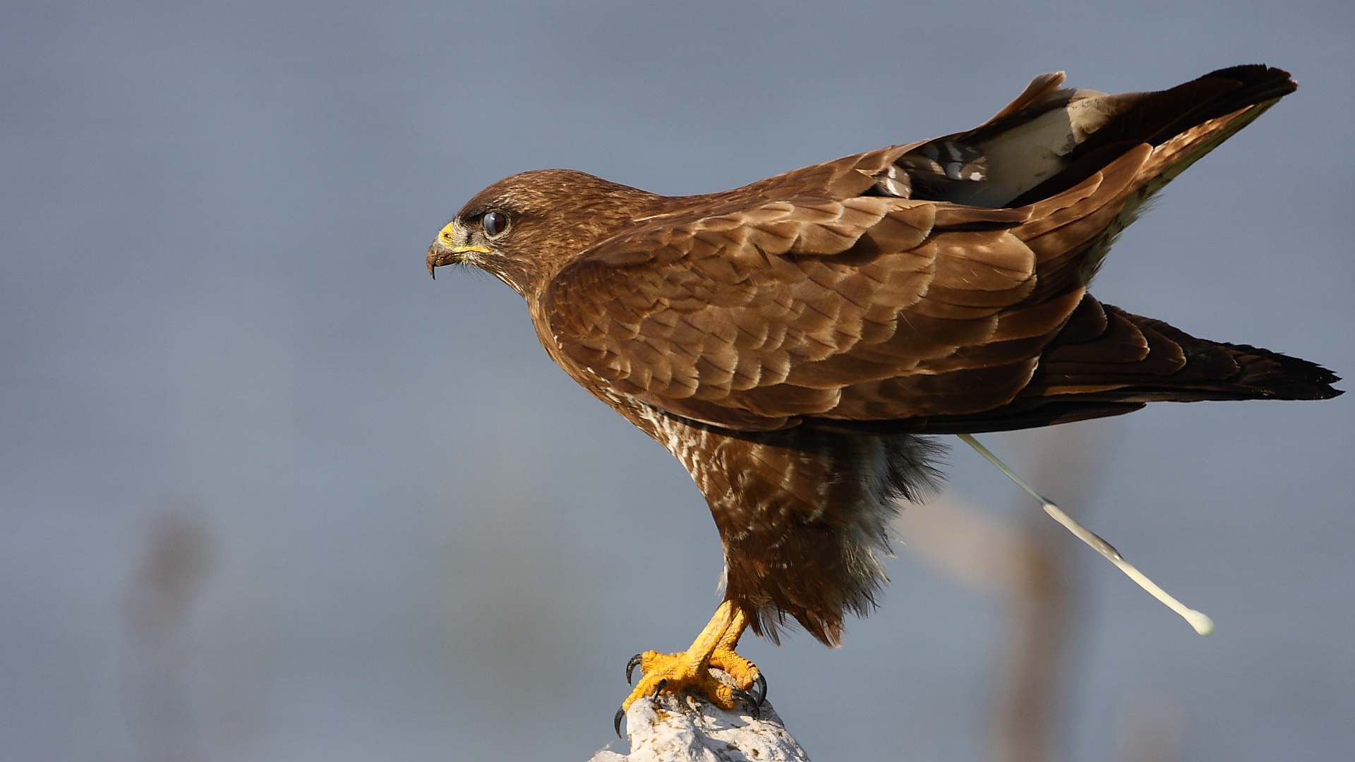 Şahin » Common Buzzard » Buteo buteo