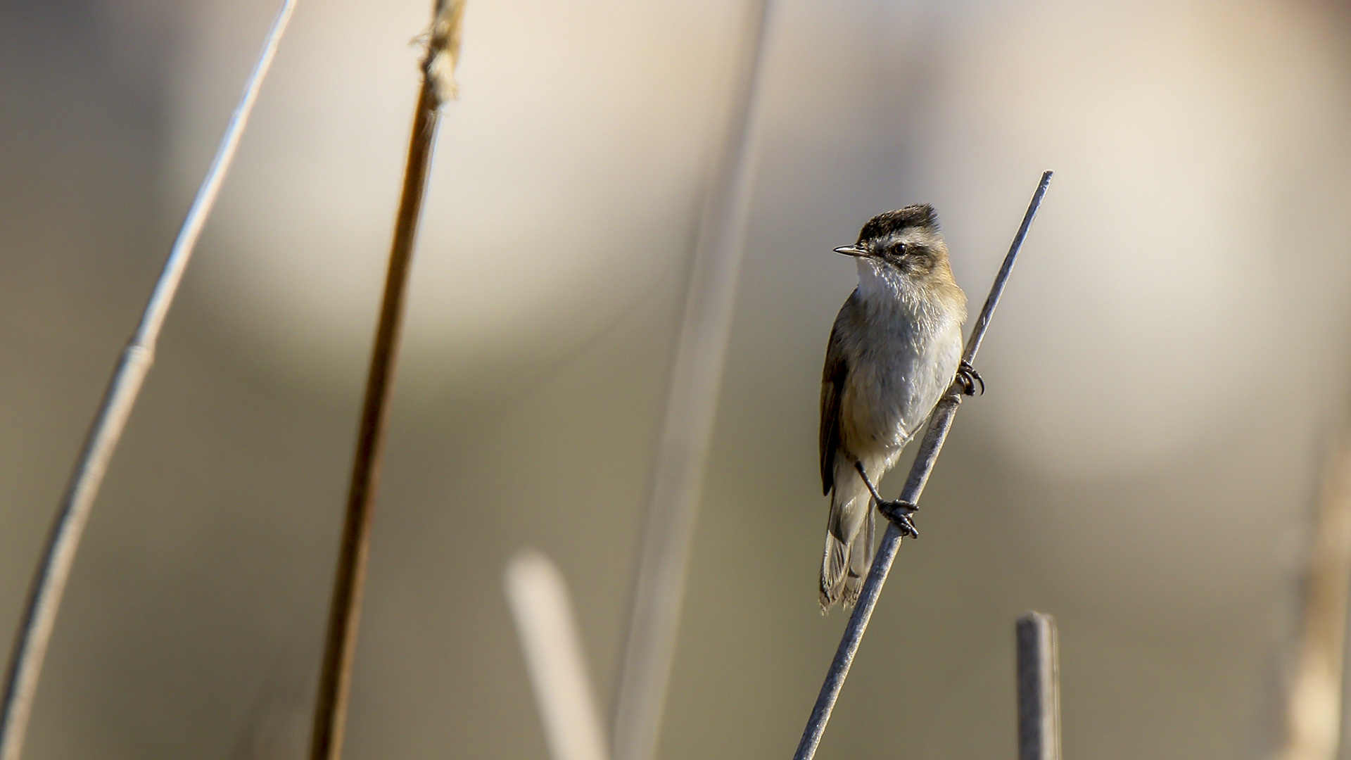 Bıyıklı kamışçın » Moustached Warbler » Acrocephalus melanopogon