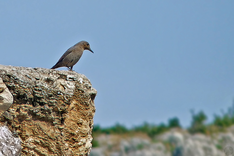 Gökardıç