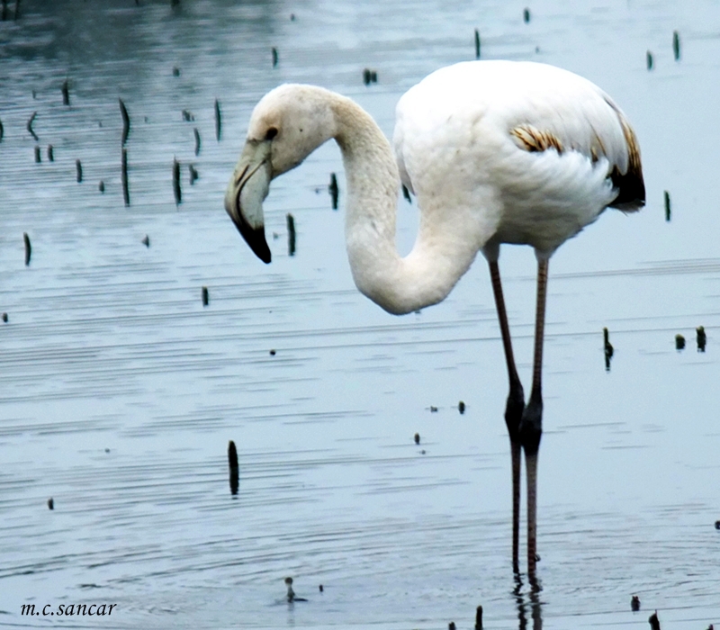 Flamingo