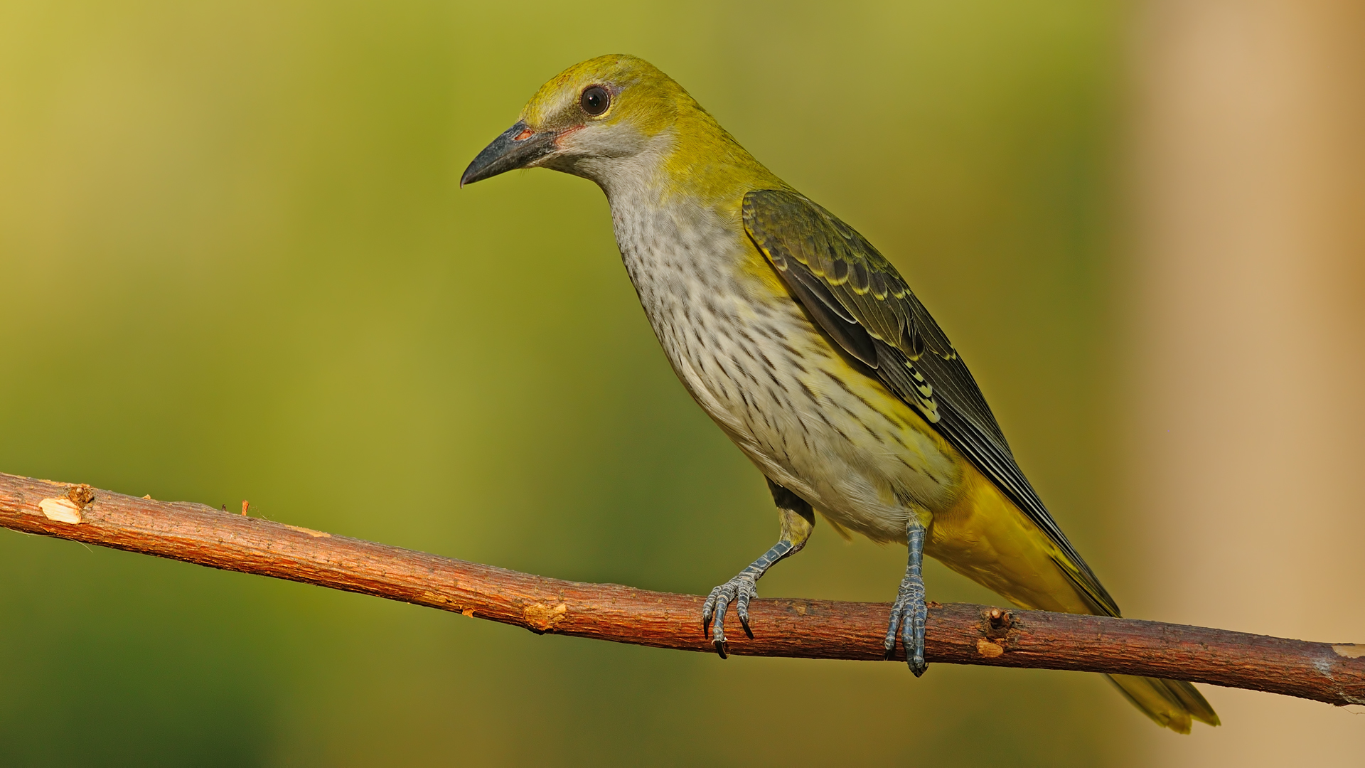 Sarıasma » Eurasian Golden Oriole » Oriolus oriolus