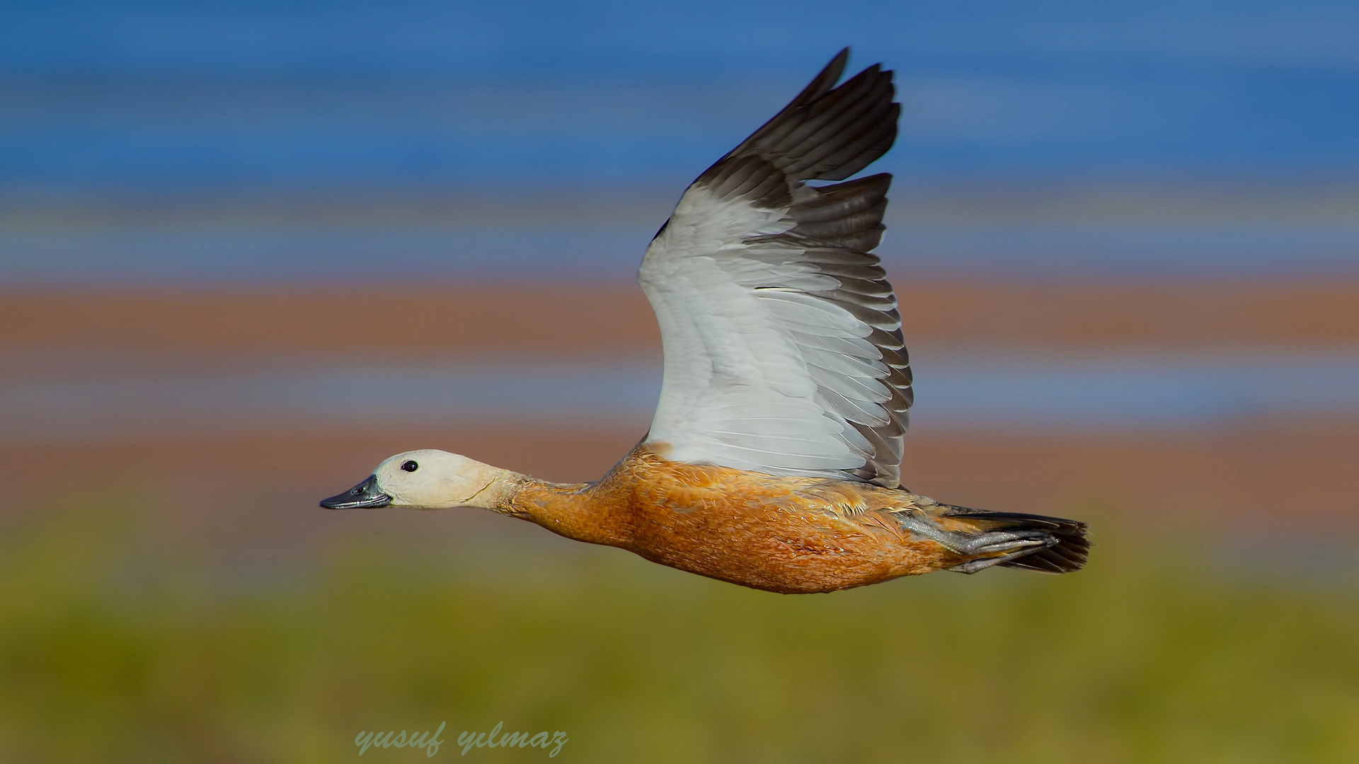 Angıt » Ruddy Shelduck » Tadorna ferruginea