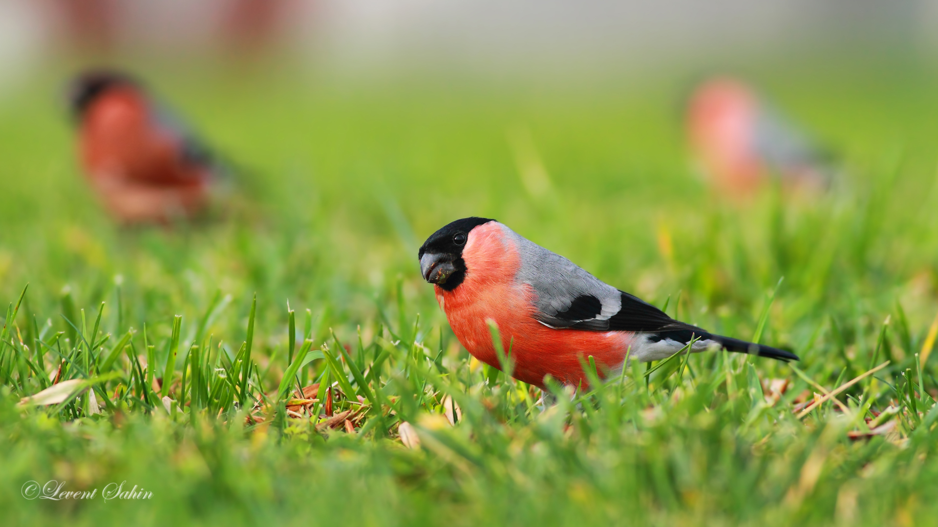 Şakrak » Eurasian Bullfinch » Pyrrhula pyrrhula