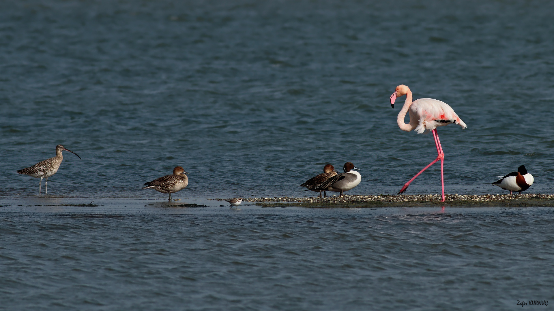 Flamingo