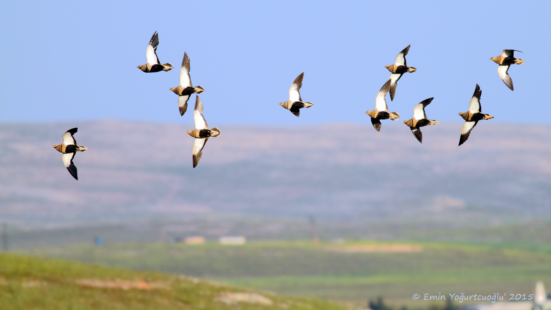 Bağırtlak » Black-bellied Sandgrouse » Pterocles orientalis