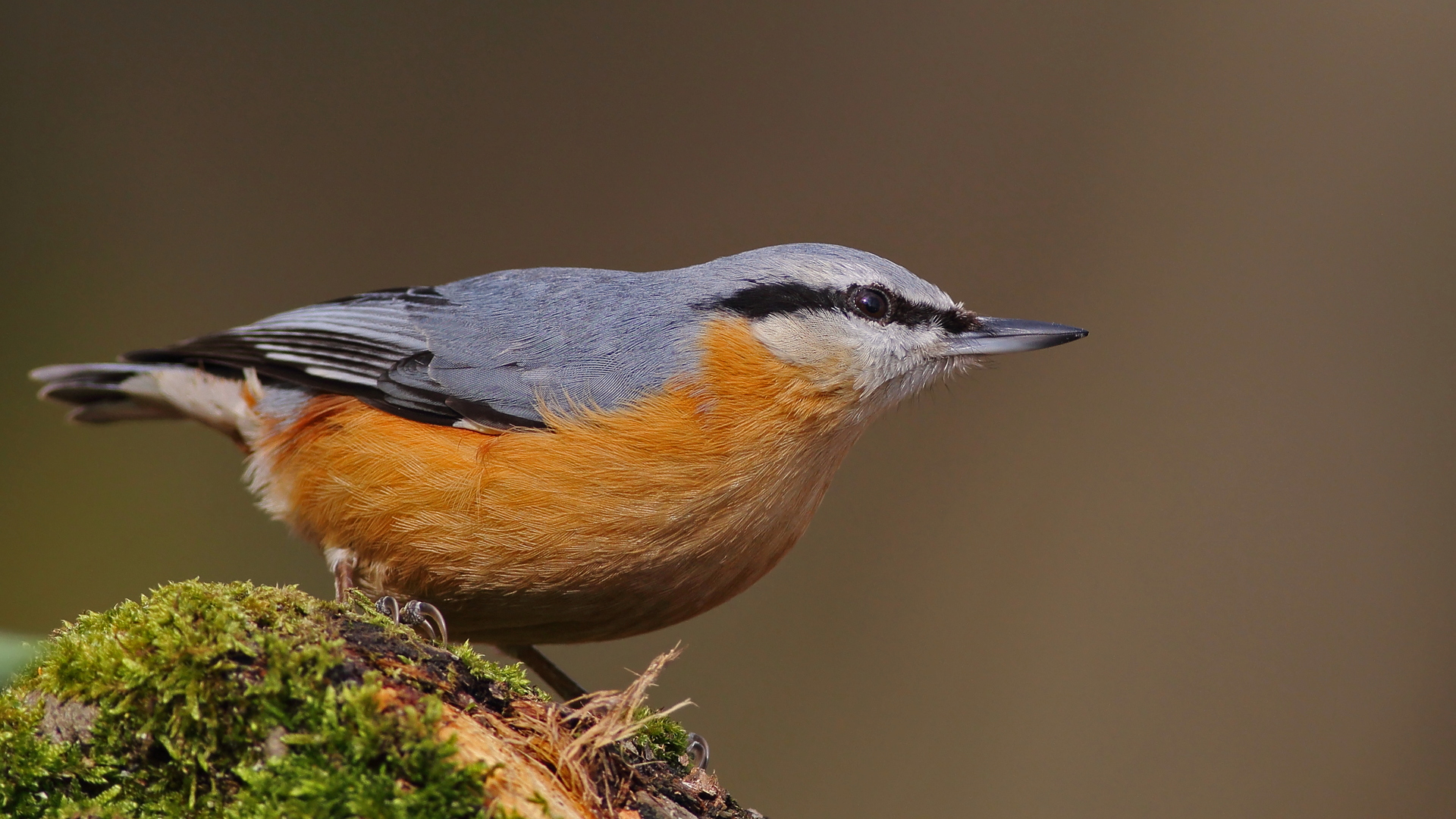 Sıvacı » Eurasian Nuthatch » Sitta europaea