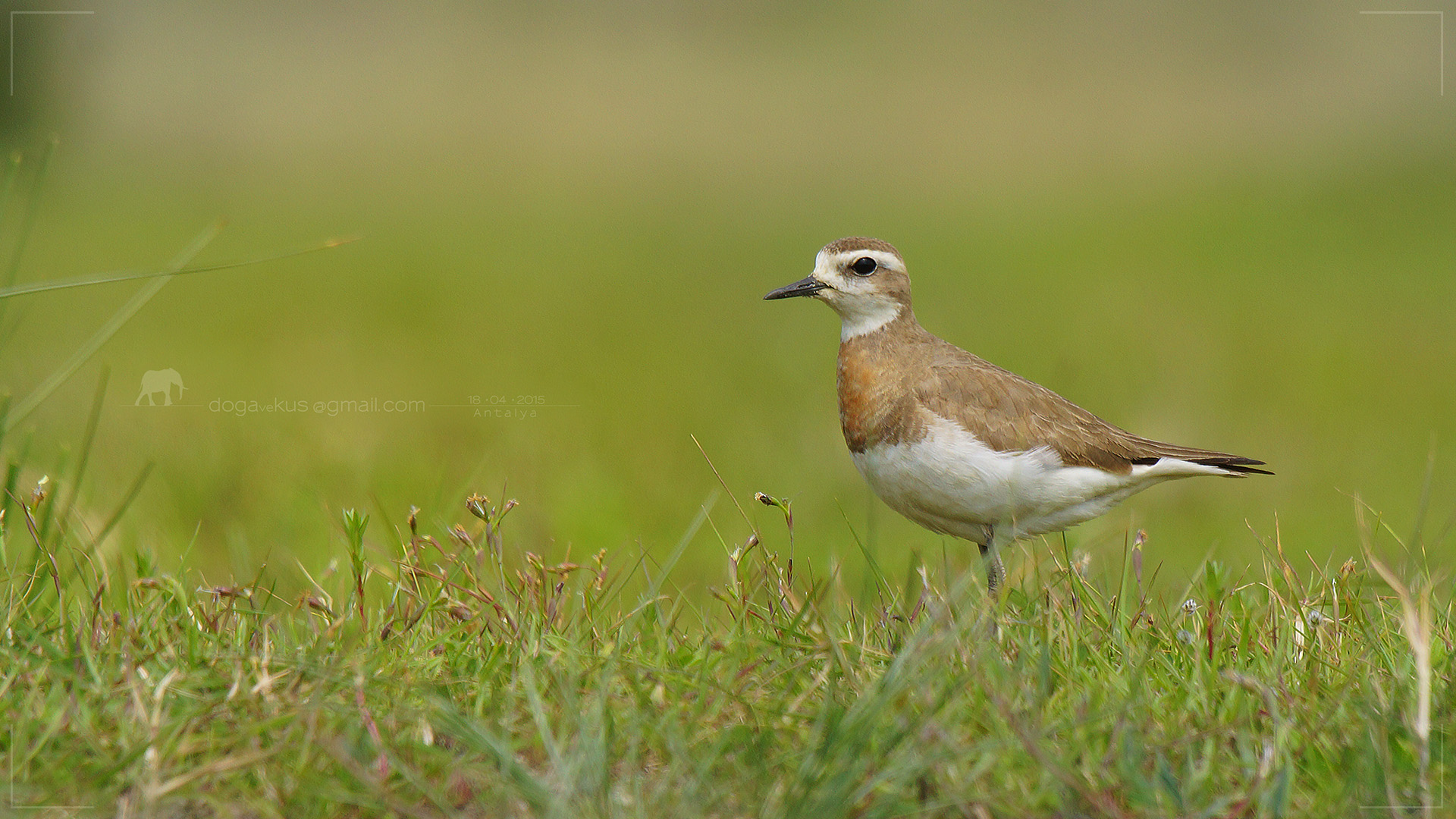 Doğu cılıbıtı » Caspian Plover » Charadrius asiaticus