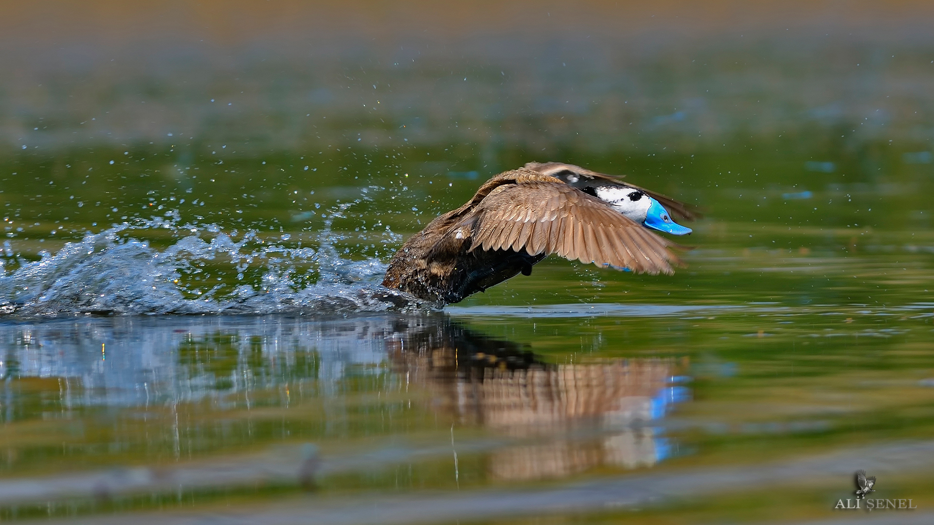 Dikkuyruk » White-headed Duck » Oxyura leucocephala