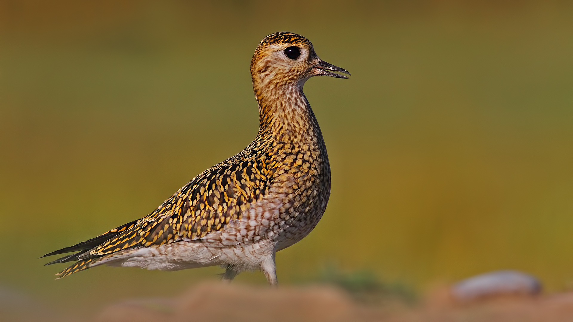 Altın yağmurcun » European Golden Plover » Pluvialis apricaria