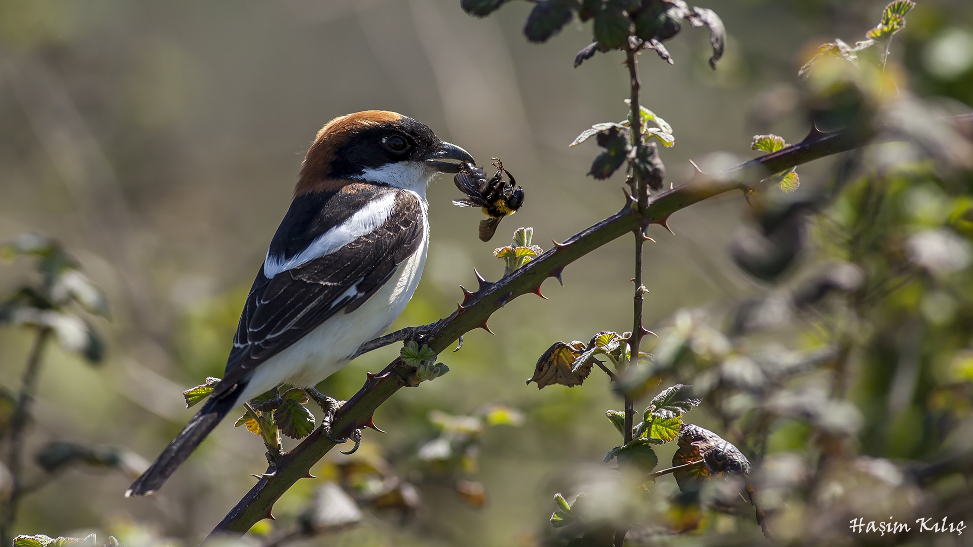 Kızılbaşlı örümcekkuşu » Woodchat Shrike » Lanius senator