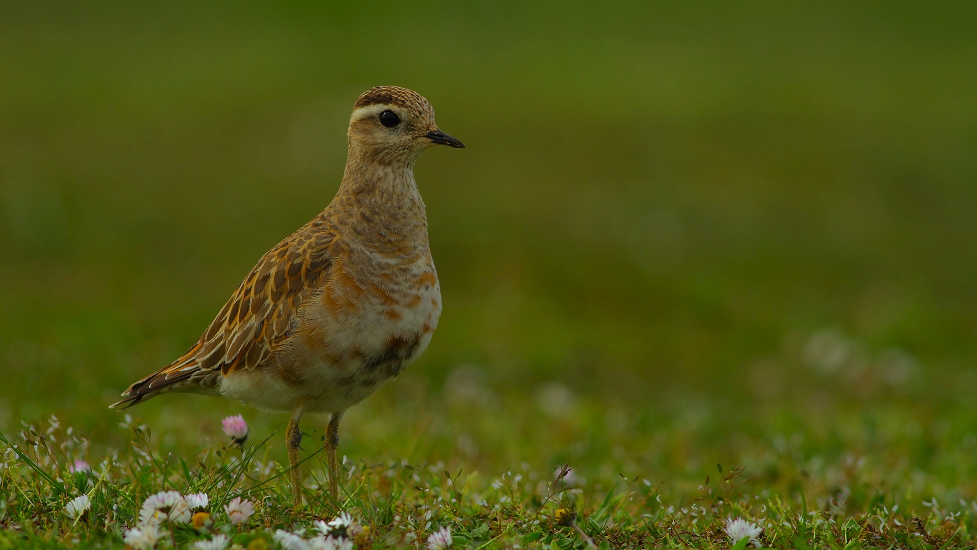 Dağ cılıbıtı » Eurasian Dotterel » Charadrius morinellus