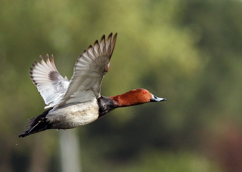 Elmabaş patka