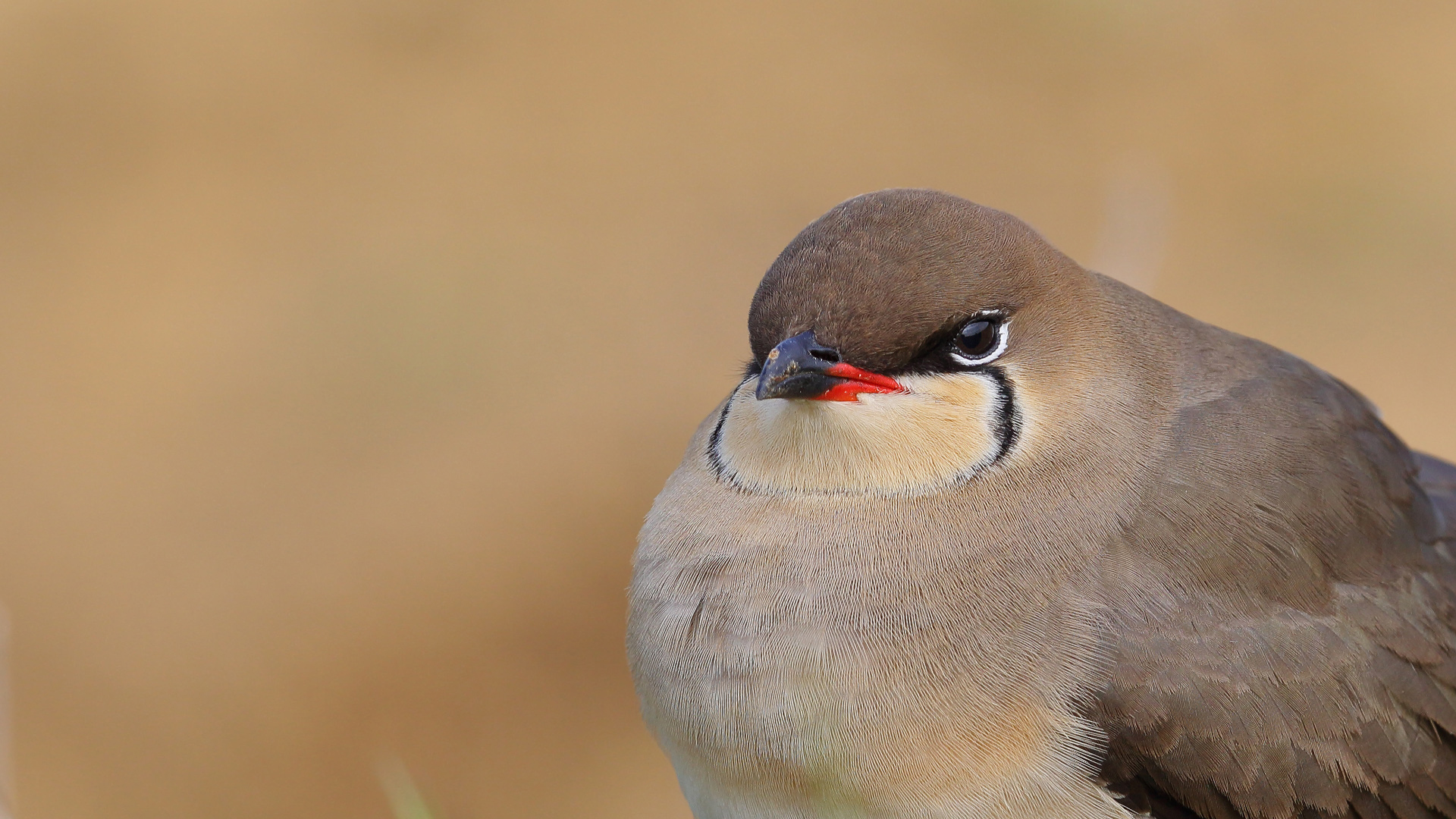 Bataklıkkırlangıcı » Collared Pratincole » Glareola pratincola