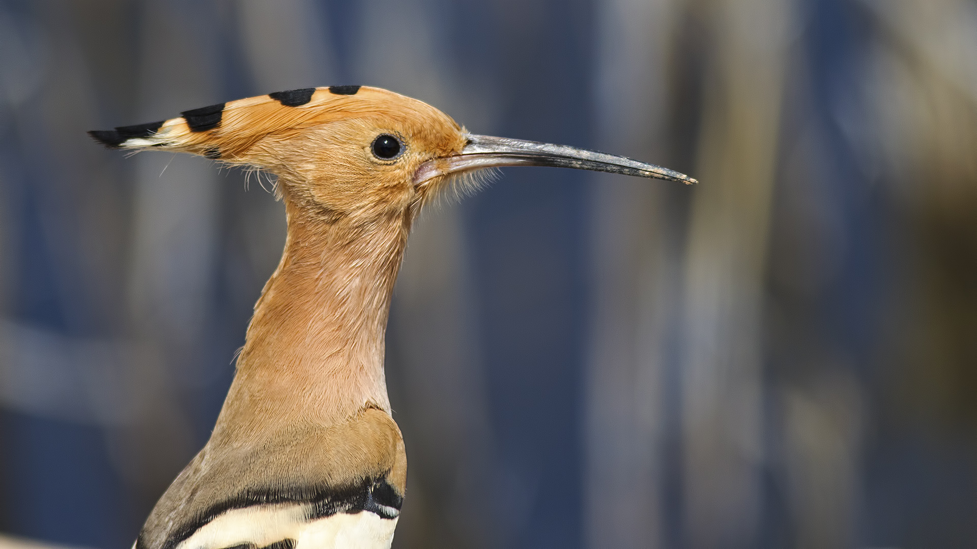 İbibik » Eurasian Hoopoe » Upupa epops