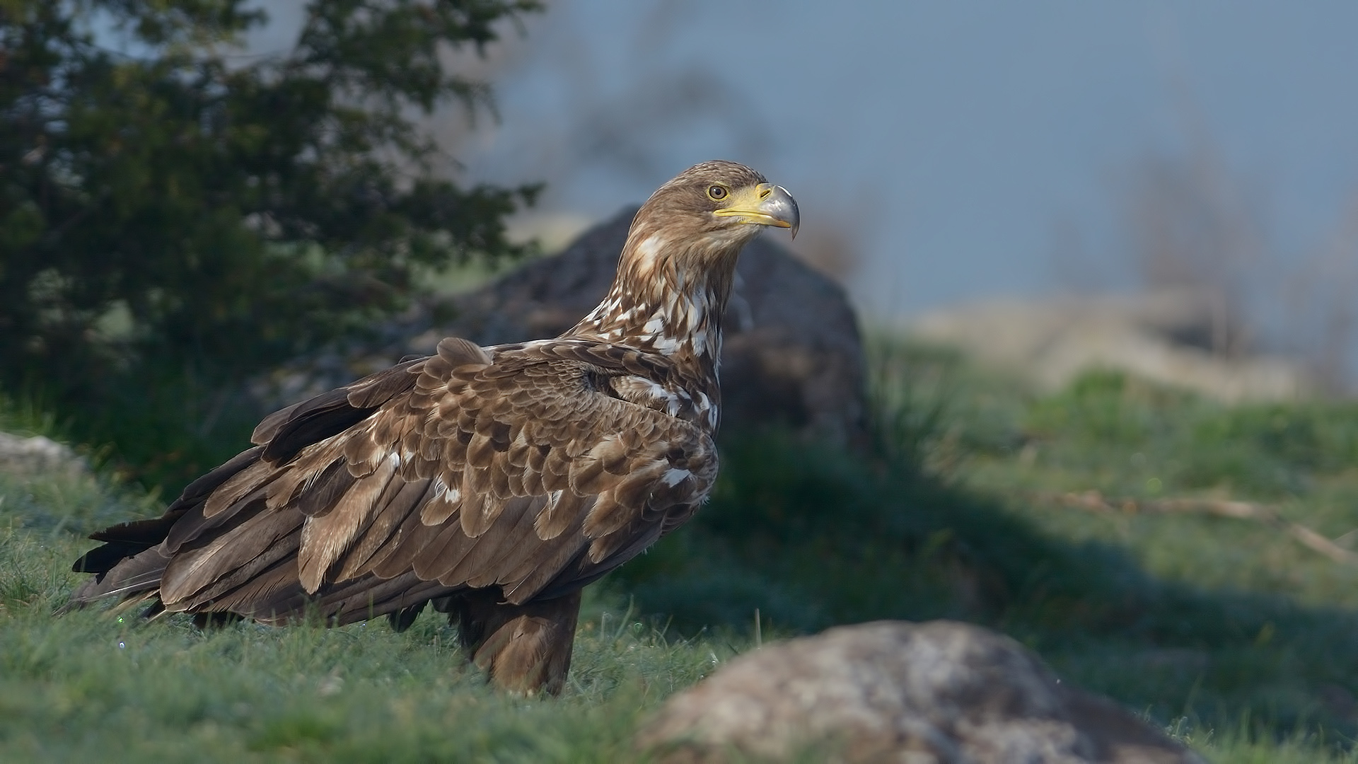 Akkuyruklu kartal » White-tailed Eagle » Haliaeetus albicilla