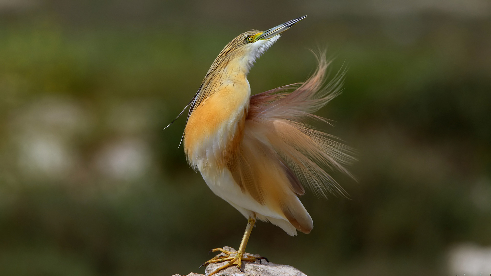 Alaca balıkçıl » Squacco Heron » Ardeola ralloides