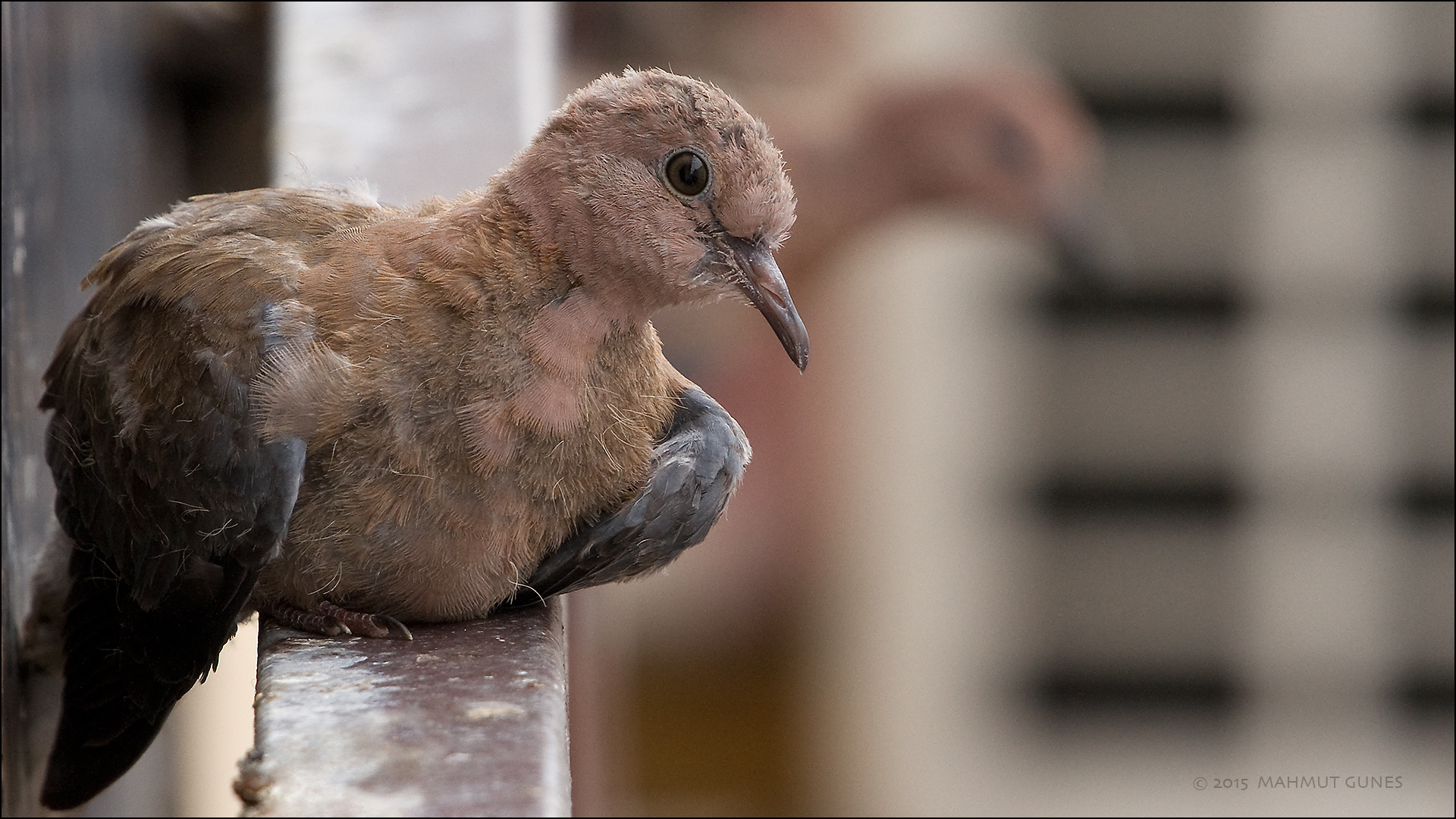 Küçük kumru » Laughing Dove » Spilopelia senegalensis