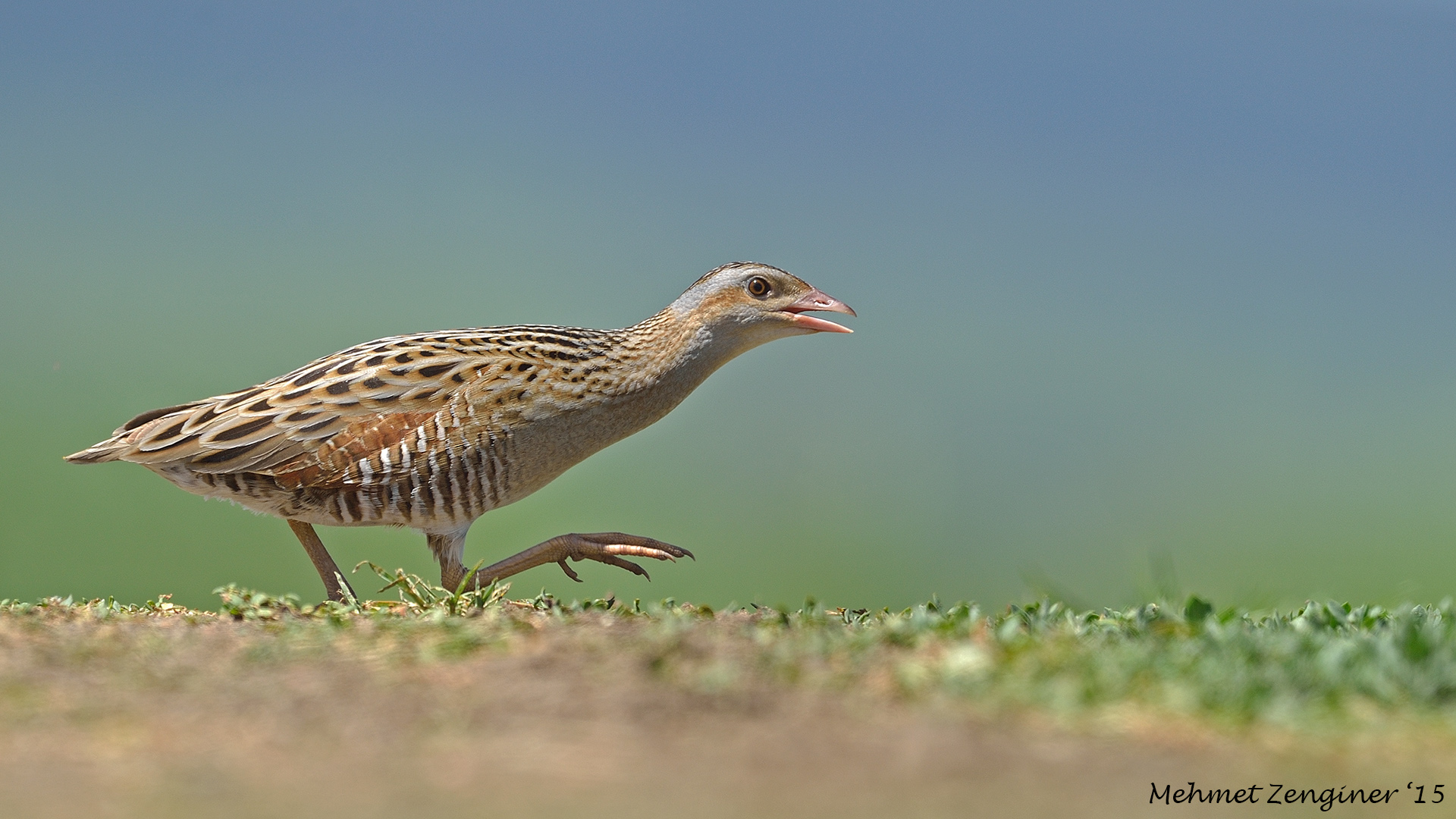 Bıldırcınkılavuzu » Corn Crake » Crex crex