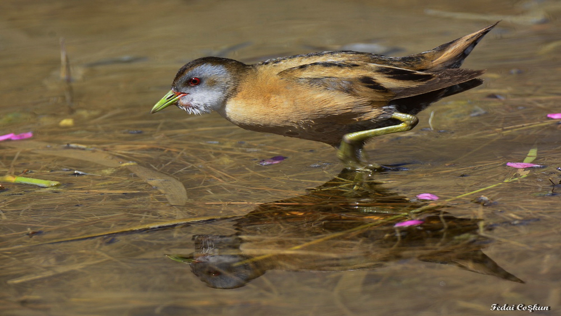 Bataklık suyelvesi » Little Crake » Porzana parva