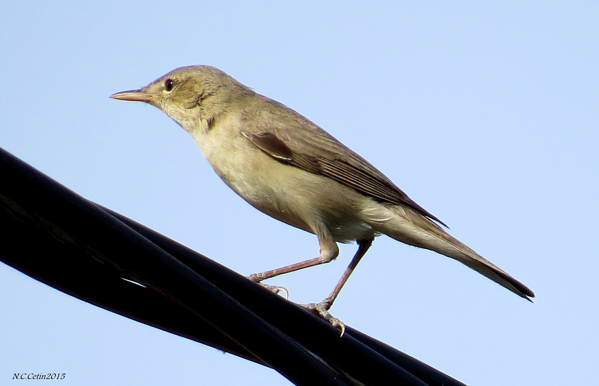 Zeytin mukallidi