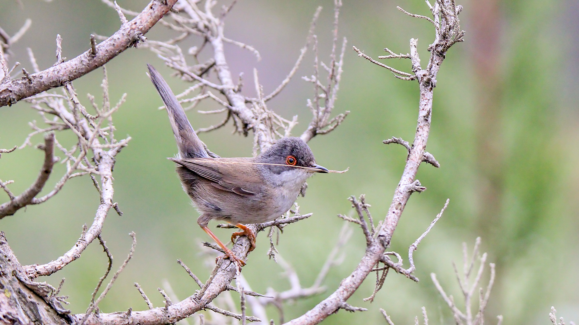 Maskeli ötleğen » Sardinian Warbler » Sylvia melanocephala