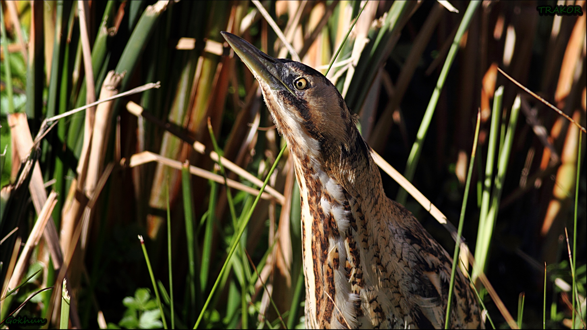 Balaban » Eurasian Bittern » Botaurus stellaris