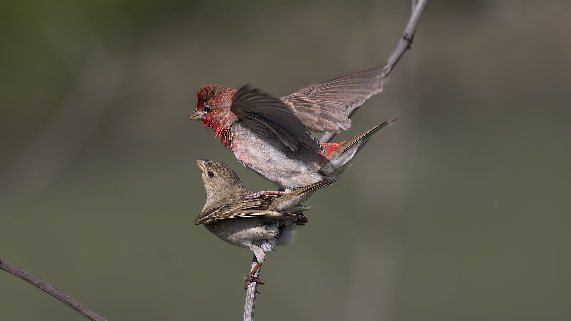 Çütre » Common Rosefinch » Carpodacus erythrinus