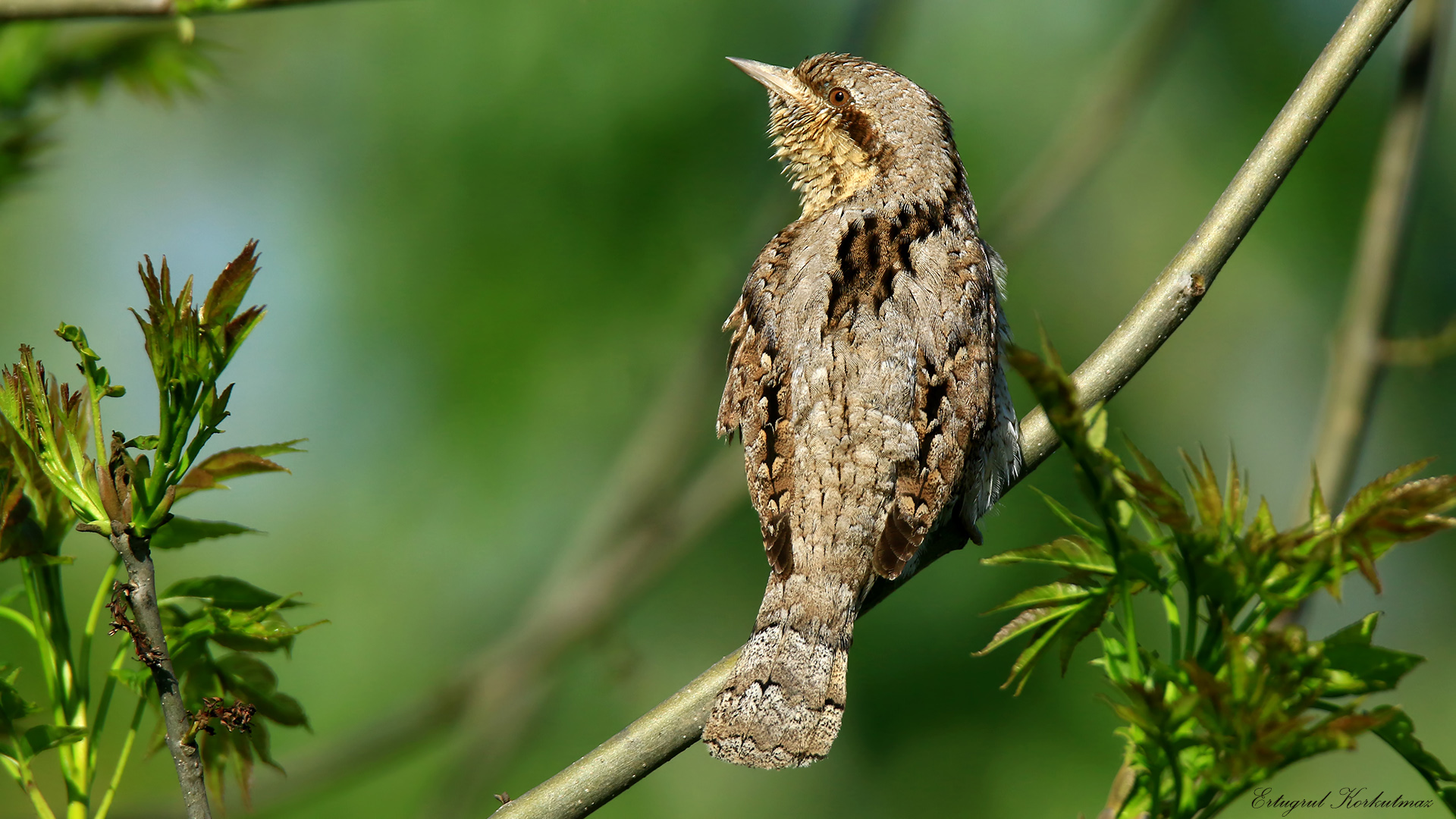 Boyunçeviren » Eurasian Wryneck » Jynx torquilla